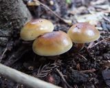 アンズタケなど天然キノコ3種の炒め物作り方3写真