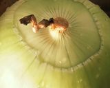 玉葱を無駄なくエコに切って冷凍【便利】作り方3写真