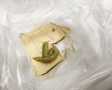 半日置くだけ！山芋のわさび漬け作り方1写真