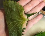 鶏挽肉の大葉包み作り方6写真