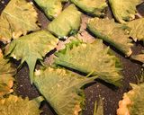 鶏挽肉の大葉包み作り方7写真