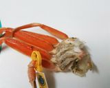 せいこ蟹の甲羅盛り作り方6写真