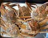 【基本】ズワイガニを蒸す(雄、雌共通)作り方1写真