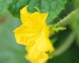 夏のきゅうり漬け作り方4写真