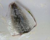 小アジでチーズサンドフライ作り方4写真