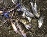 ワタリガニと白身のアヒージョ作り方1写真