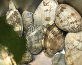 アサリのバター＆ワイン蒸し作り方1写真