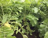 米糠 たくあん漬け作り方1写真