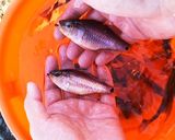 ネンブツダイ(など小魚)のコンソメ唐揚げ作り方1写真