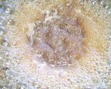 ステーキ宮のたれと炊飯器でローストビーフ作り方28写真