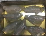お魚寿司（グレ）作り方6写真
