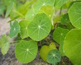 文学メシ！野菜たっぷりサンドイッチ作り方12写真