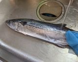 愛知の魚100 サワラのなめろう作り方3写真