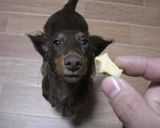 愛犬と一緒にプレーンクッキー作り方5写真