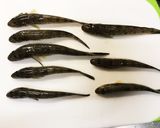 旦那のお手製 ハゼの焼き干し作り方1写真