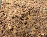 ブルーベリーコーヒーケーキ作り方8写真