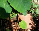 旬の里芋と豚小間で煮っ転がし♪作り方8写真