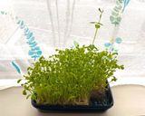 8日目の豆苗☆赤パプリカ と卵の中華炒め作り方1写真