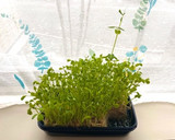 8日目の豆苗☆赤パプリカ と卵の中華炒め作り方1写真