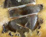 水を使わないカレイの煮付け♪作り方1写真