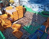 面倒くさがりのためのハタハタ寿司作り方1写真