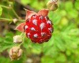 木苺のシフォン作り方1写真