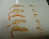 富山湾の宝石★しろえびのお味噌汁作り方2写真