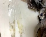 【基本】アオリイカの捌き方(刺身まで)作り方4写真