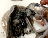 【基本】アオリイカの捌き方(刺身まで)作り方5写真