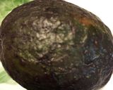 アボガドグラタン作り方1写真
