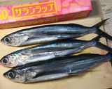トビウオからの焼きアゴ作り方1写真