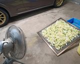 大量の白菜でキムチ作り方22写真