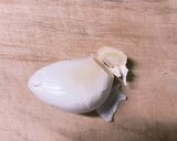 【簡単うまい】里芋と牛肉の和風スープ作り方4写真