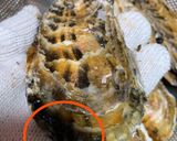 【基本】生牡蠣の捌き方(殻剥き)作り方6写真