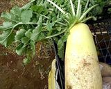 無農薬野菜　大人の味・大根葉の大蒜パスタ作り方1写真