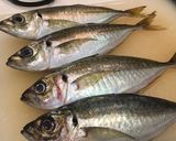 ハサミと骨抜きでかんたん鯵の3枚おろし作り方1写真