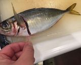 ハサミと骨抜きでかんたん鯵の3枚おろし作り方3写真