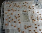 犬ちゃんのアジと豆腐のヘルシーつみれ作り方5写真