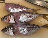 ハサミと骨抜きでかんたん鯵の3枚おろし作り方11写真