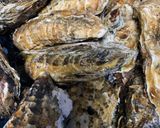 【基本】牡蠣の酢の物(生&加熱)作り方1写真