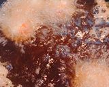 ちくわとソーセージの磯辺揚げ作り方8写真