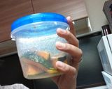 お弁当に！かぼちゃグリル作り方4写真