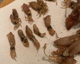 イカ煮干と男爵芋の簡単で絶品な炊きもの作り方1写真