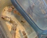 イカ煮干と男爵芋の簡単で絶品な炊きもの作り方2写真