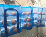 干し柿 (野菜干しネット使用)作り方5写真