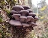 天然ヒラタケの焼きキノコ・バター・果実酒作り方1写真