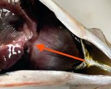 【基本】鯵の捌き方から刺身まで一部始終作り方5写真