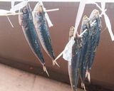 初挑戦でも簡単！美味しいイワシの丸干し♪作り方6写真
