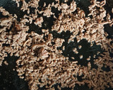 カレーの残りで簡単☆ほかほかカレー鍋♪作り方6写真