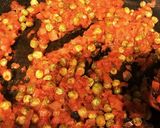 簡単!!基本のチキンライス♪作り方3写真